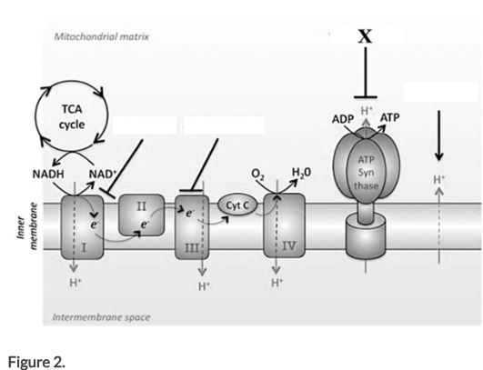 Diagram - Mitochondrial Matrix